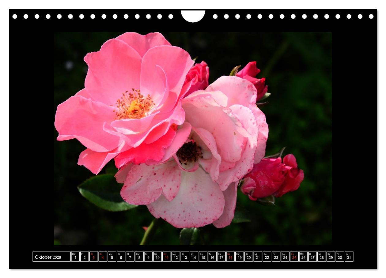 Beispielinhalt (Bild) Im Duft der Rosen (Wandkalender 2026 DIN A4 quer), CALVENDO Monatskalender