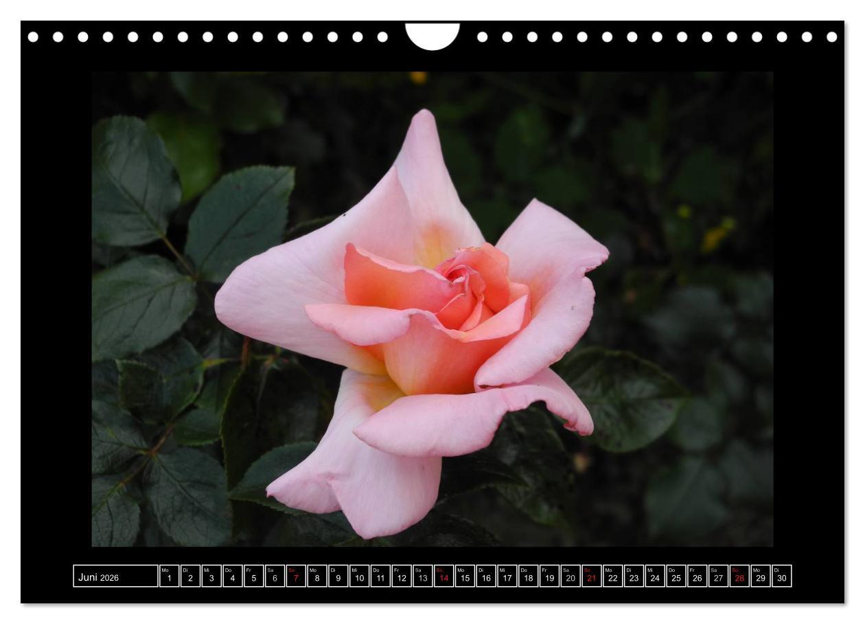 Beispielinhalt (Bild) Im Duft der Rosen (Wandkalender 2026 DIN A4 quer), CALVENDO Monatskalender
