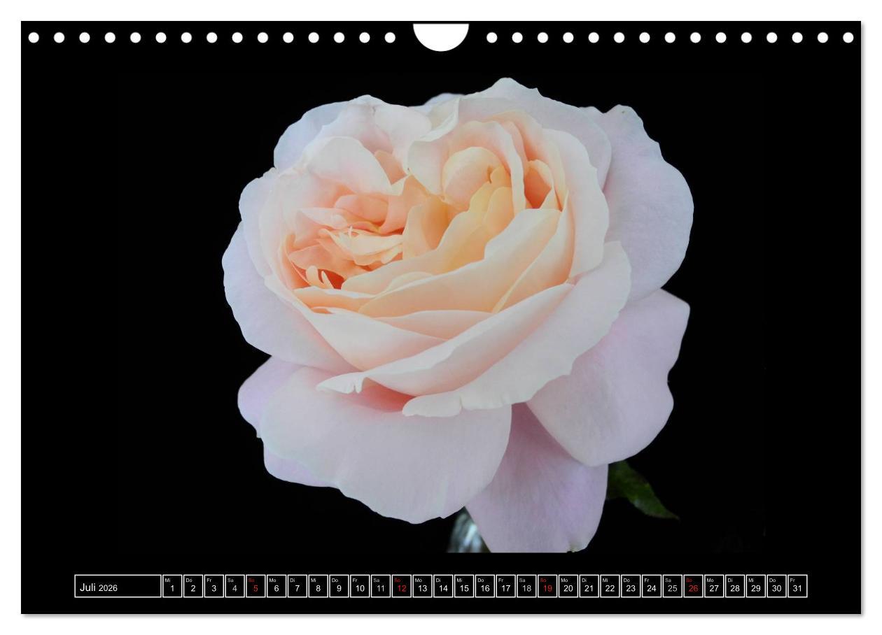 Beispielinhalt (Bild) Im Duft der Rosen (Wandkalender 2026 DIN A4 quer), CALVENDO Monatskalender