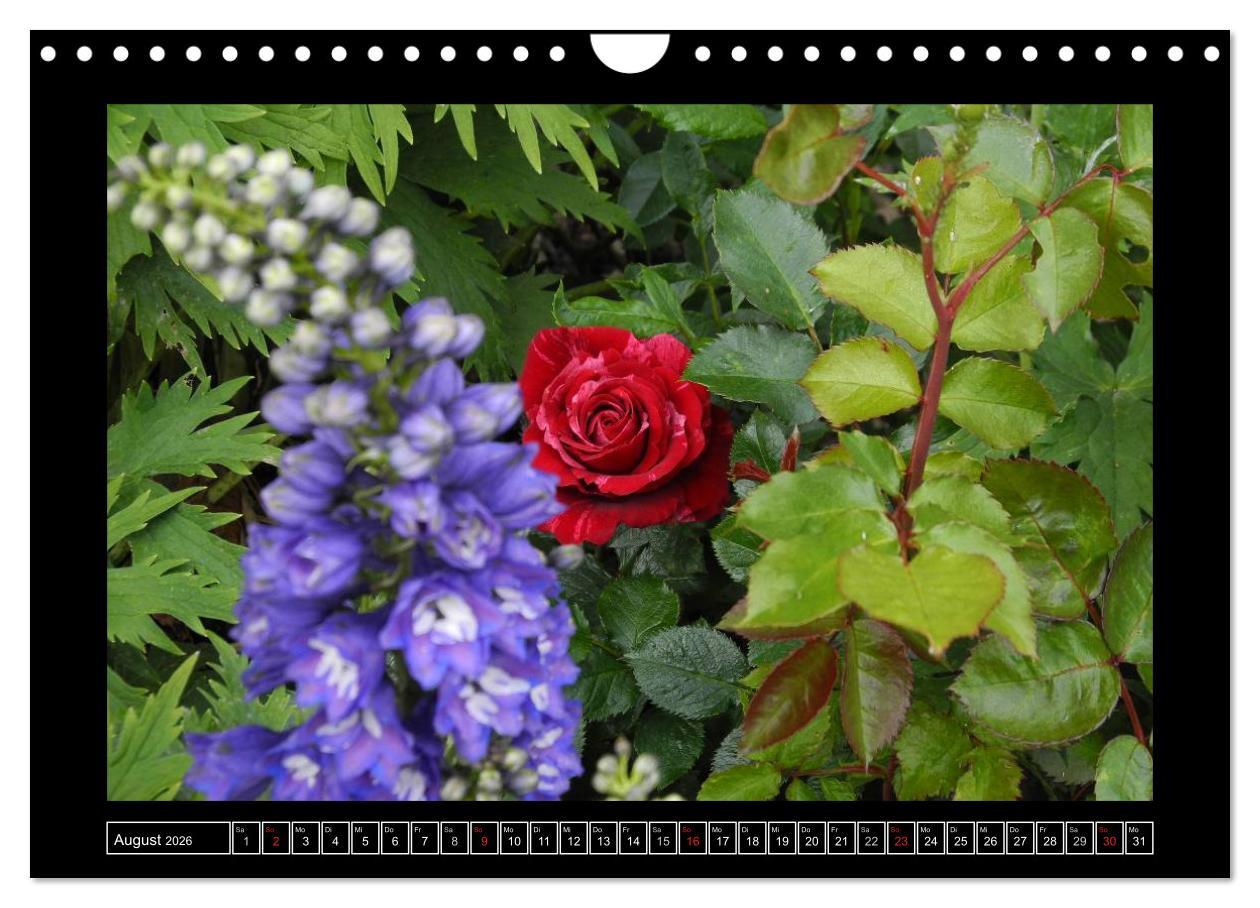 Beispielinhalt (Bild) Im Duft der Rosen (Wandkalender 2026 DIN A4 quer), CALVENDO Monatskalender