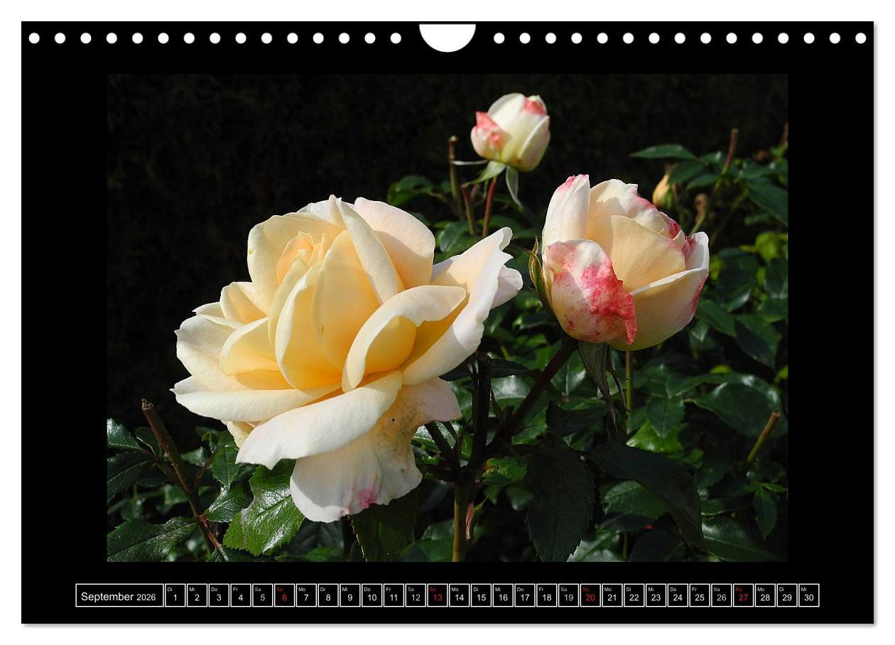 Beispielinhalt (Bild) Im Duft der Rosen (Wandkalender 2026 DIN A4 quer), CALVENDO Monatskalender