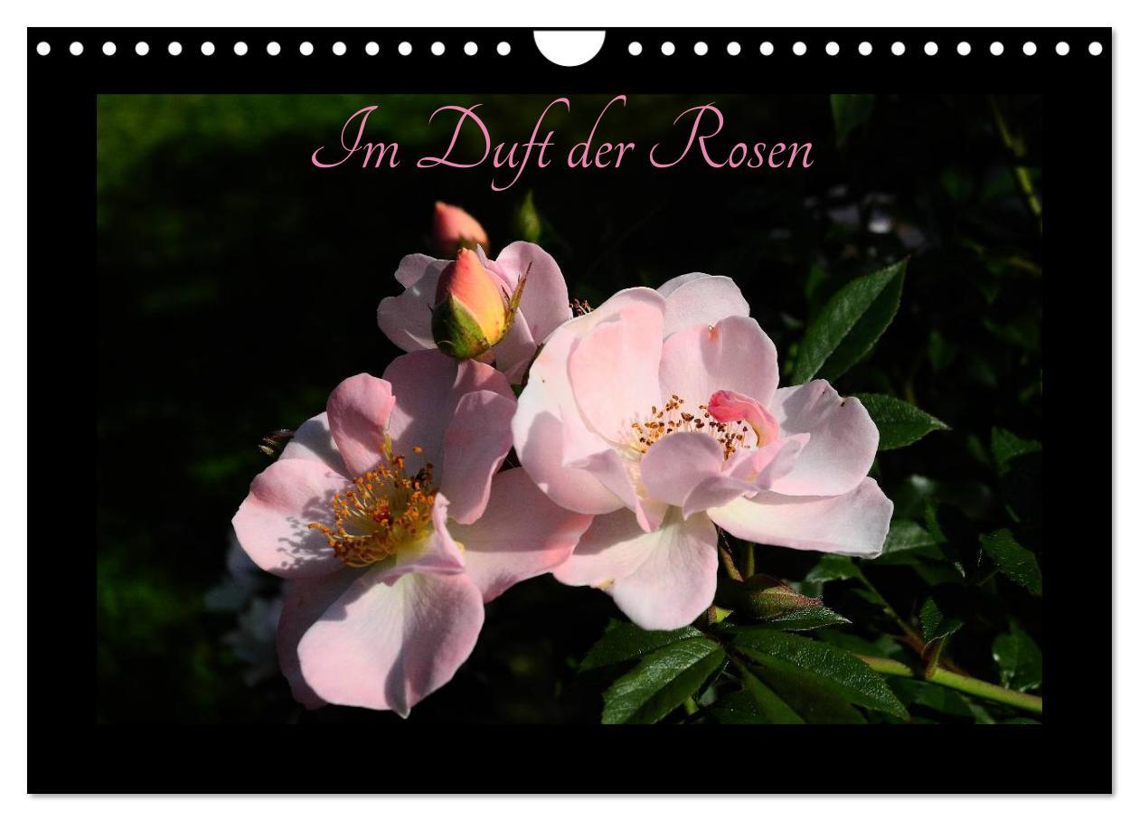 Vorderes Coverbild Im Duft der Rosen (Wandkalender 2026 DIN A4 quer), CALVENDO Monatskalender