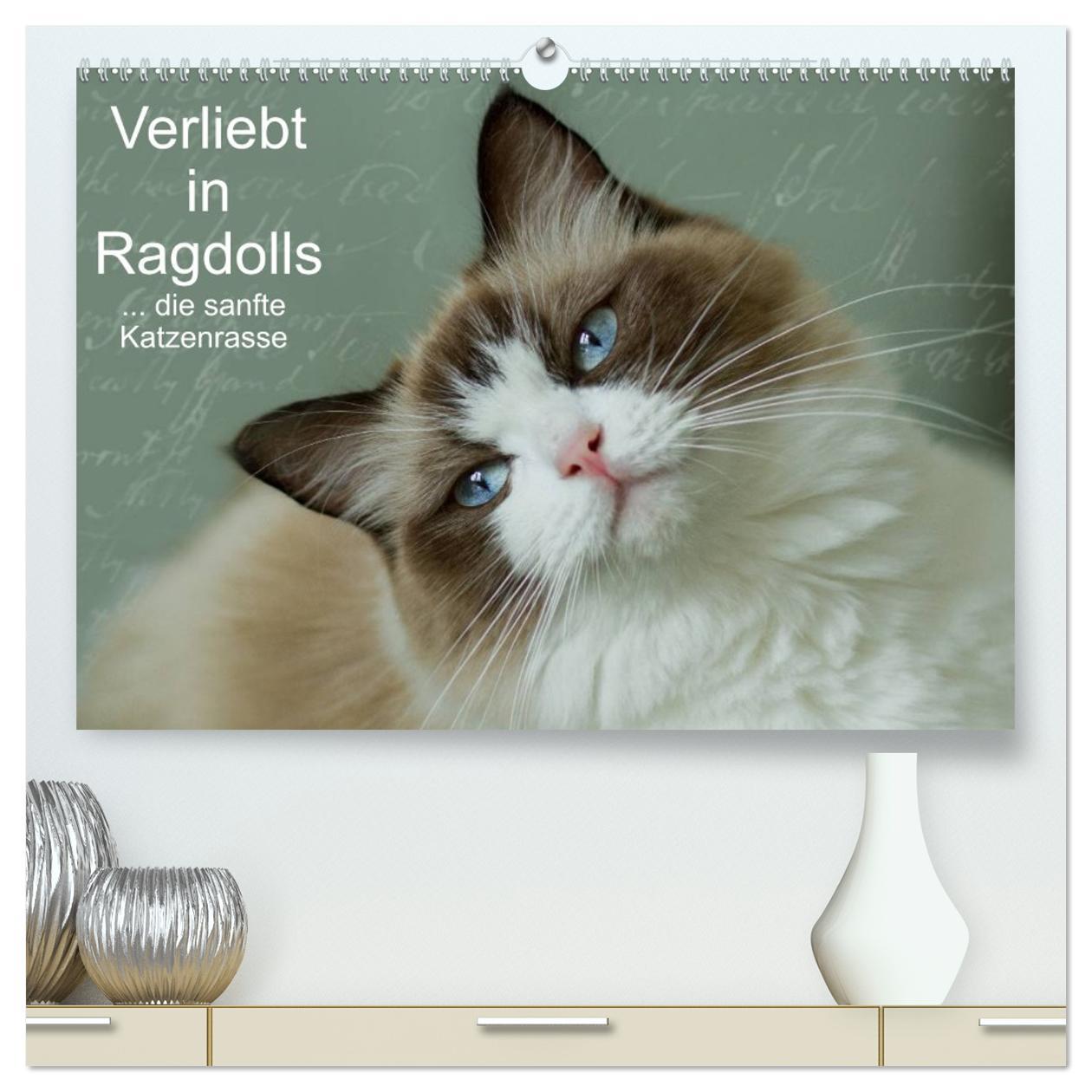 Vorderes Coverbild Verliebt in Ragdolls ... die sanfte Katzenrasse (hochwertiger Premium Wandkalender 2026 DIN A2 quer), Kunstdruck in Hochglanz