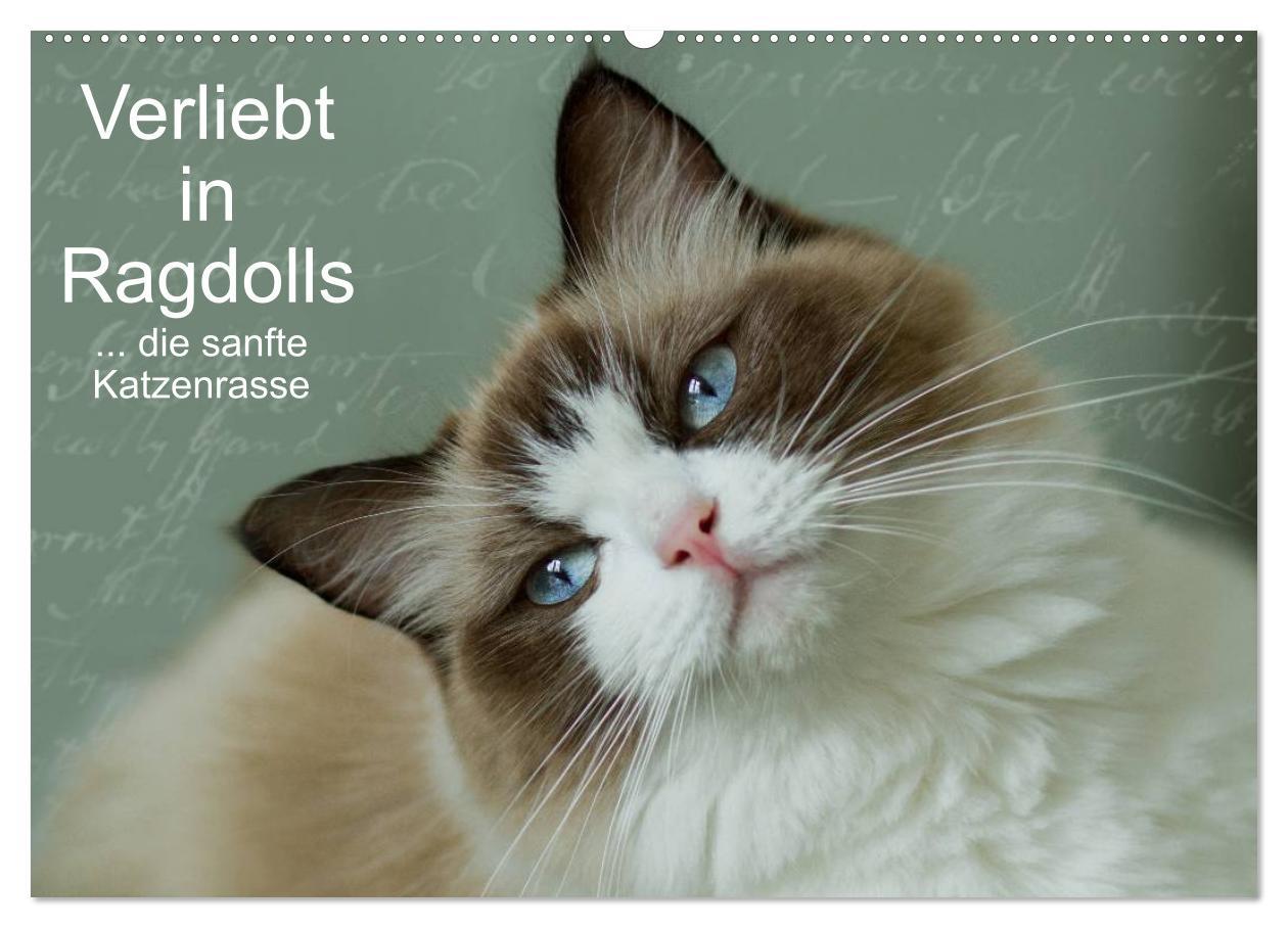 Vorderes Coverbild Verliebt in Ragdolls ... die sanfte Katzenrasse (Wandkalender 2026 DIN A2 quer), CALVENDO Monatskalender