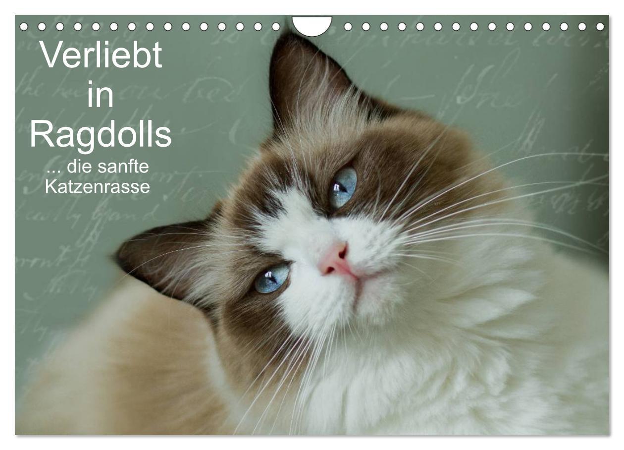 Vorderes Coverbild Verliebt in Ragdolls ... die sanfte Katzenrasse (Wandkalender 2026 DIN A4 quer), CALVENDO Monatskalender