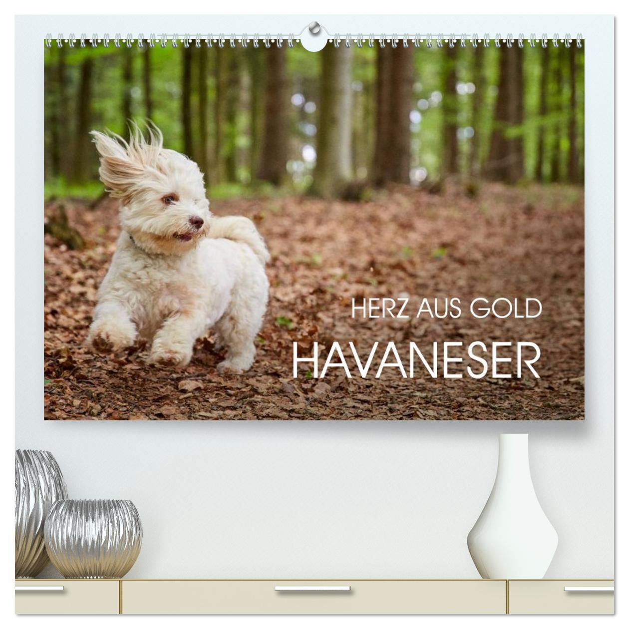 Vorderes Coverbild Havaneser - Herz aus Gold (hochwertiger Premium Wandkalender 2026 DIN A2 quer), Kunstdruck in Hochglanz