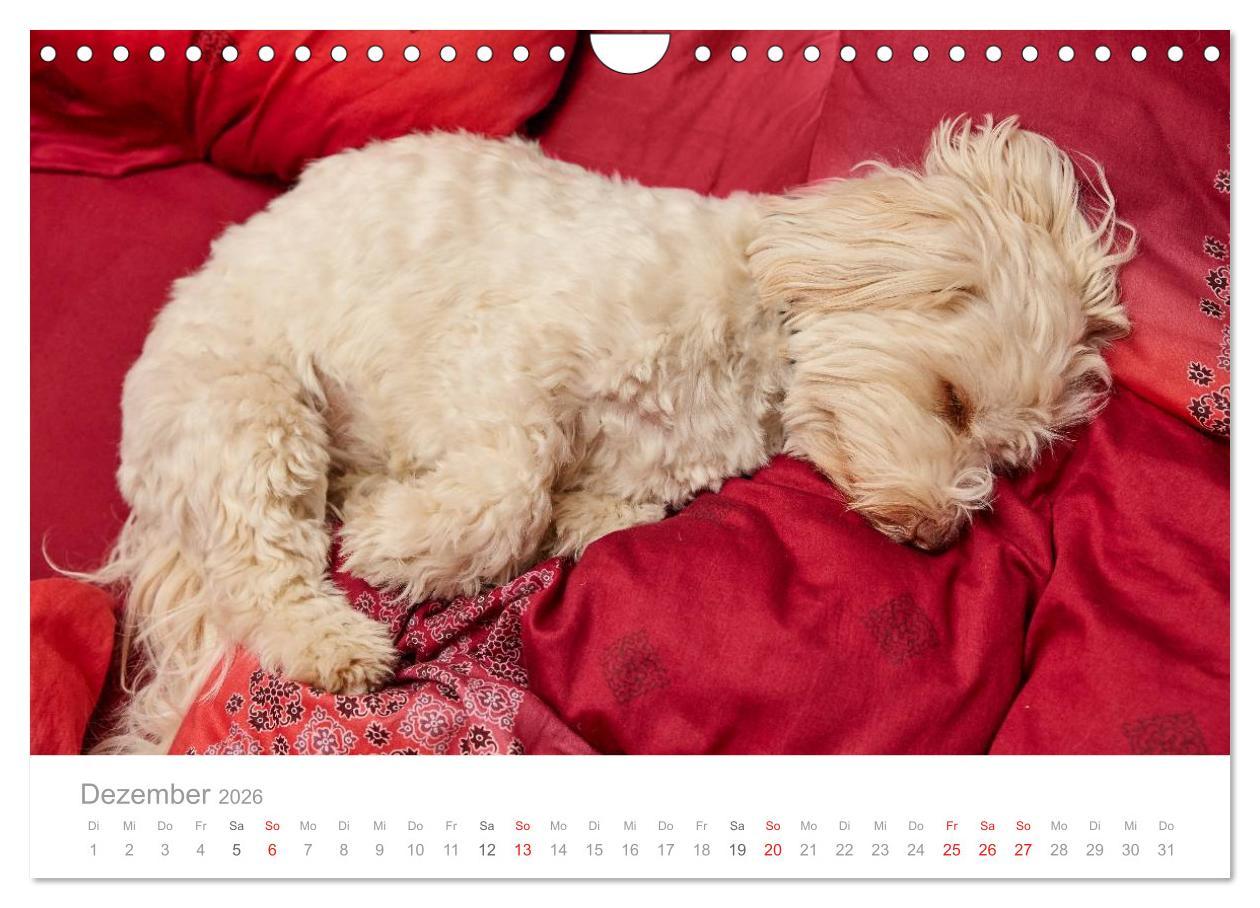 Beispielinhalt (Bild) Havaneser - Herz aus Gold (Wandkalender 2026 DIN A4 quer), CALVENDO Monatskalender