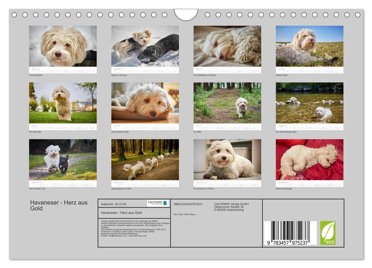 Beispielinhalt (Bild) Havaneser - Herz aus Gold (Wandkalender 2026 DIN A4 quer), CALVENDO Monatskalender