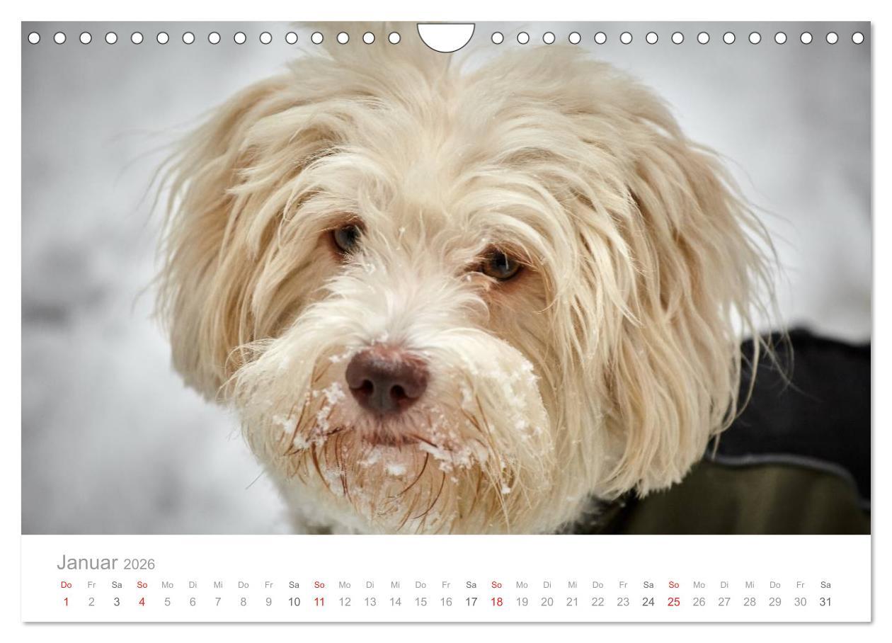 Beispielinhalt (Bild) Havaneser - Herz aus Gold (Wandkalender 2026 DIN A4 quer), CALVENDO Monatskalender