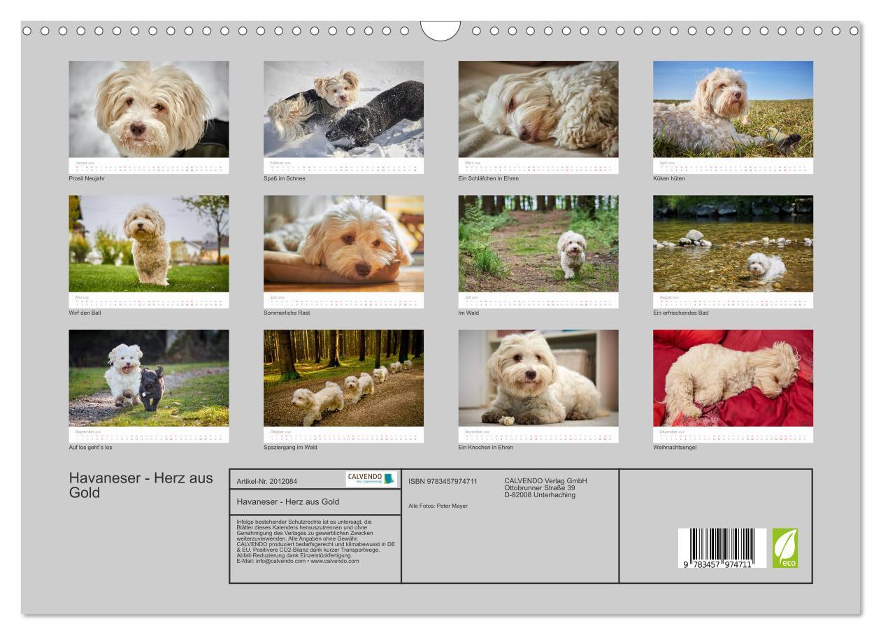 Beispielinhalt (Bild) Havaneser - Herz aus Gold (Wandkalender 2026 DIN A3 quer), CALVENDO Monatskalender