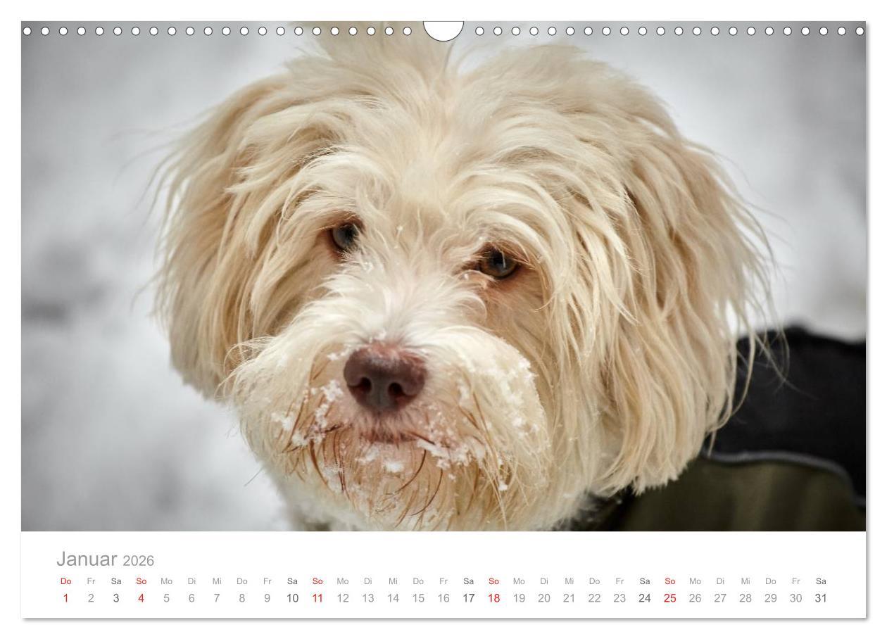 Beispielinhalt (Bild) Havaneser - Herz aus Gold (Wandkalender 2026 DIN A3 quer), CALVENDO Monatskalender