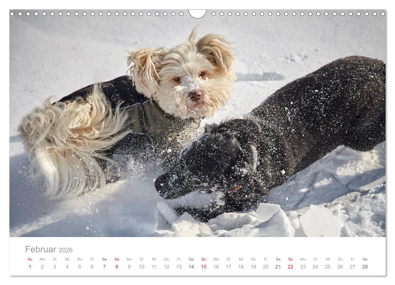 Beispielinhalt (Bild) Havaneser - Herz aus Gold (Wandkalender 2026 DIN A3 quer), CALVENDO Monatskalender