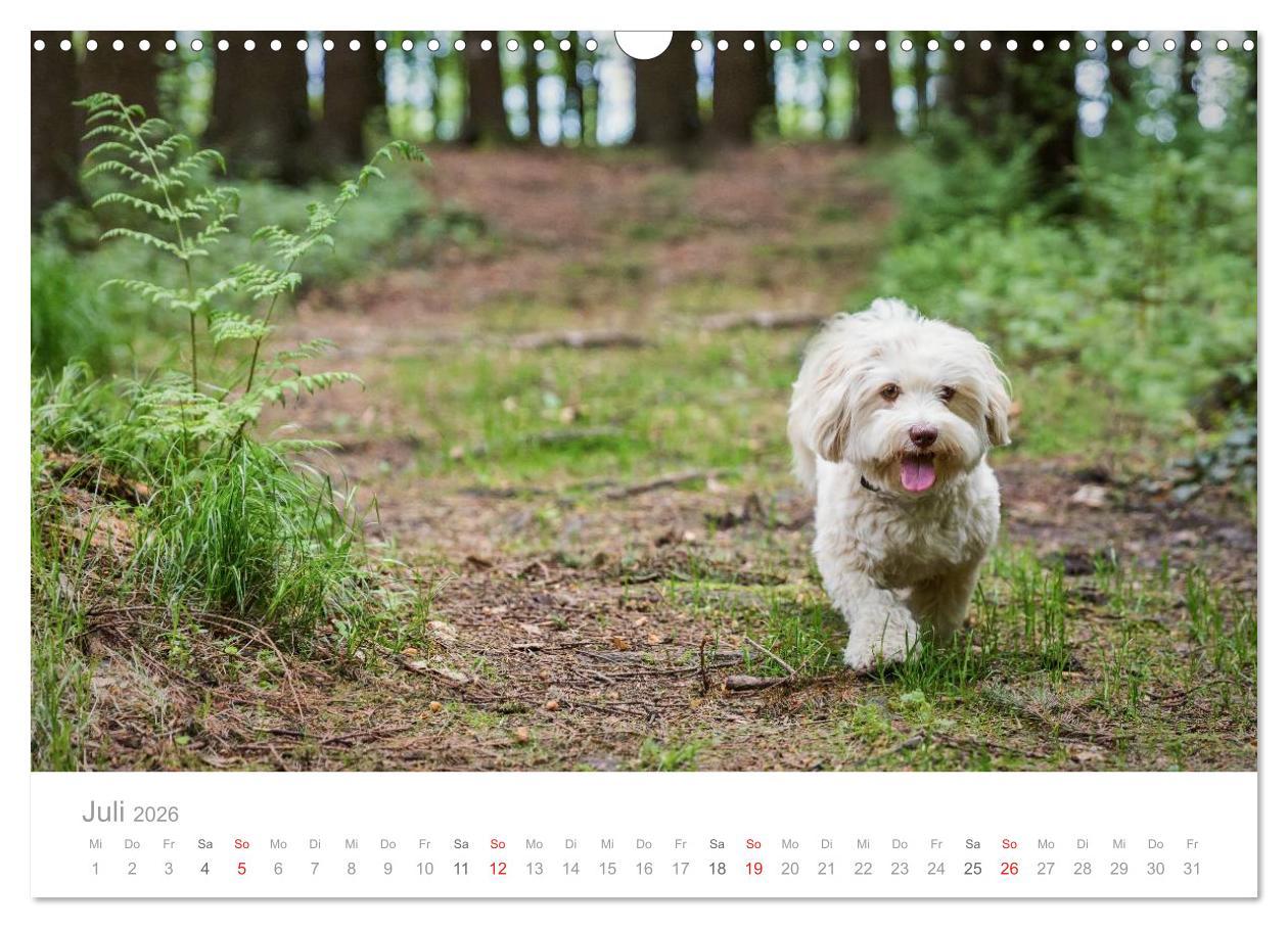 Beispielinhalt (Bild) Havaneser - Herz aus Gold (Wandkalender 2026 DIN A3 quer), CALVENDO Monatskalender