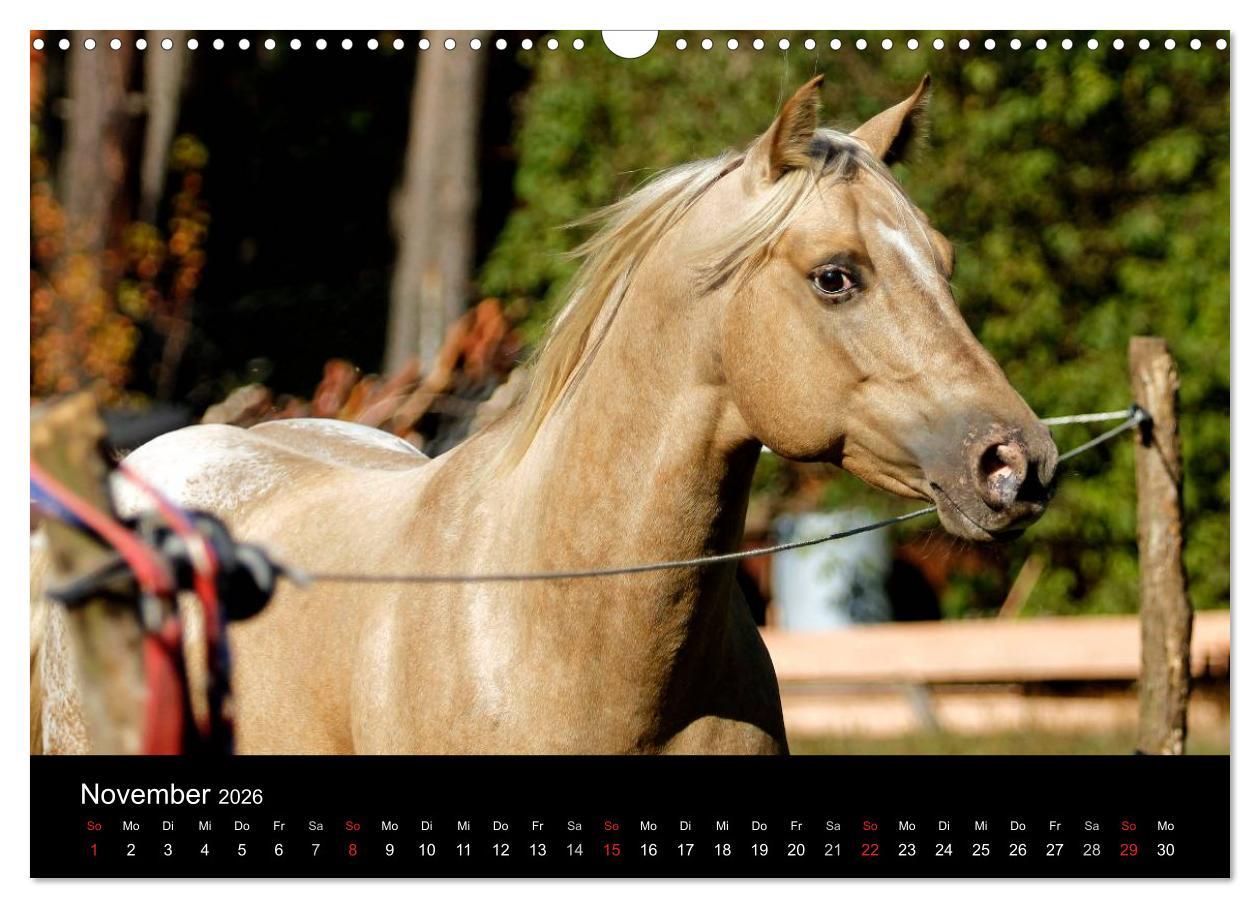 Beispielinhalt (Bild) Faszinierende Pferde 2026 (Wandkalender 2026 DIN A3 quer), CALVENDO Monatskalender