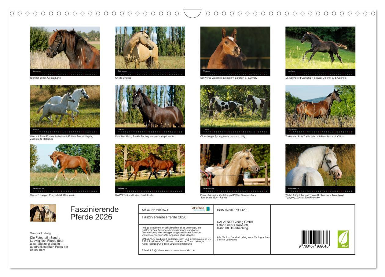Beispielinhalt (Bild) Faszinierende Pferde 2026 (Wandkalender 2026 DIN A3 quer), CALVENDO Monatskalender