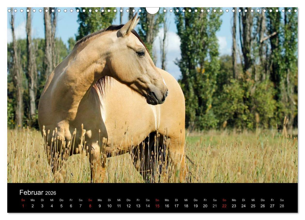 Beispielinhalt (Bild) Faszinierende Pferde 2026 (Wandkalender 2026 DIN A3 quer), CALVENDO Monatskalender