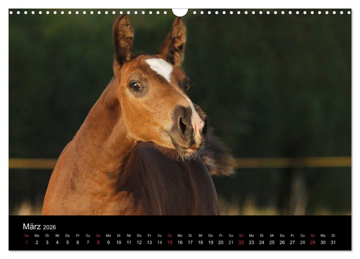 Beispielinhalt (Bild) Faszinierende Pferde 2026 (Wandkalender 2026 DIN A3 quer), CALVENDO Monatskalender