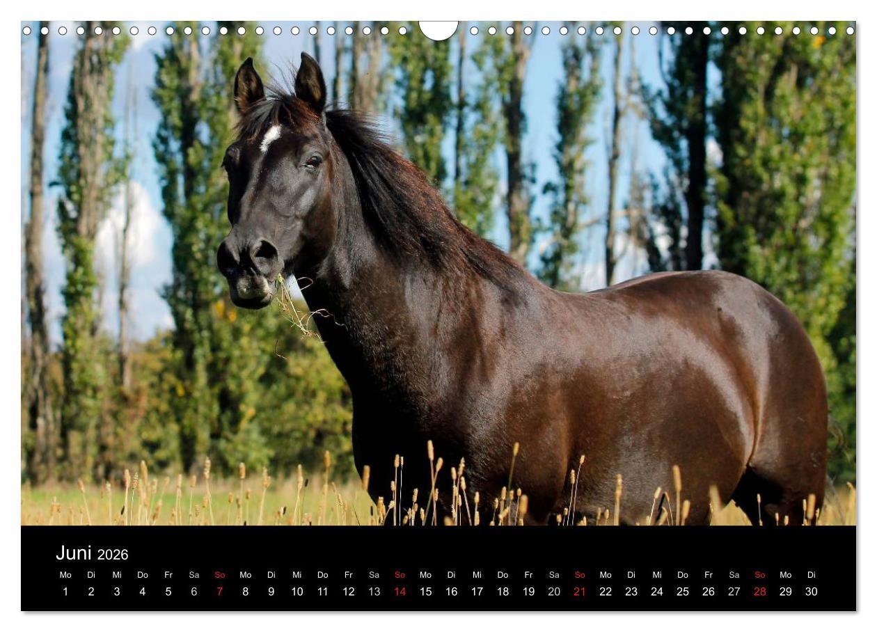Beispielinhalt (Bild) Faszinierende Pferde 2026 (Wandkalender 2026 DIN A3 quer), CALVENDO Monatskalender