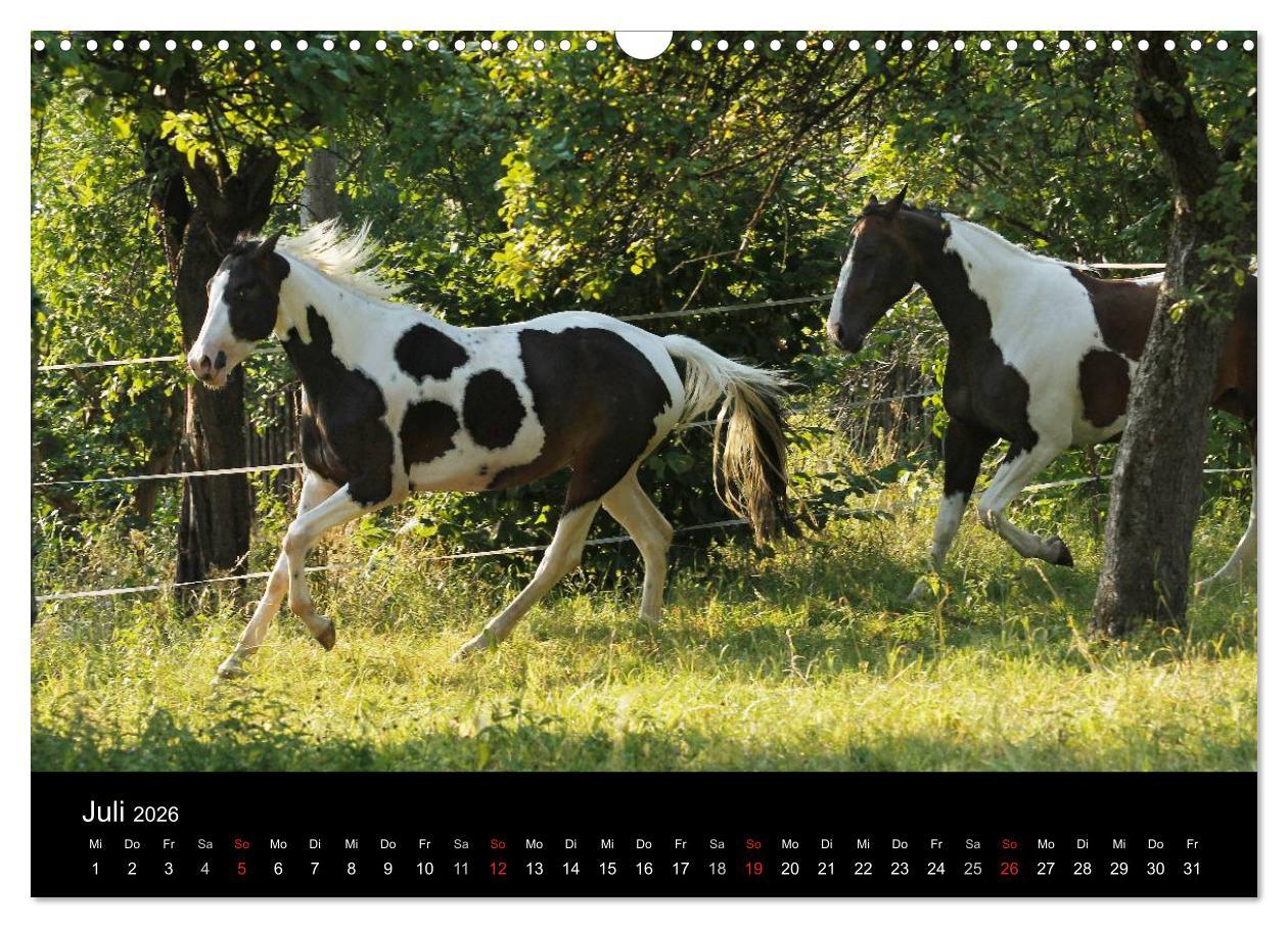 Beispielinhalt (Bild) Faszinierende Pferde 2026 (Wandkalender 2026 DIN A3 quer), CALVENDO Monatskalender