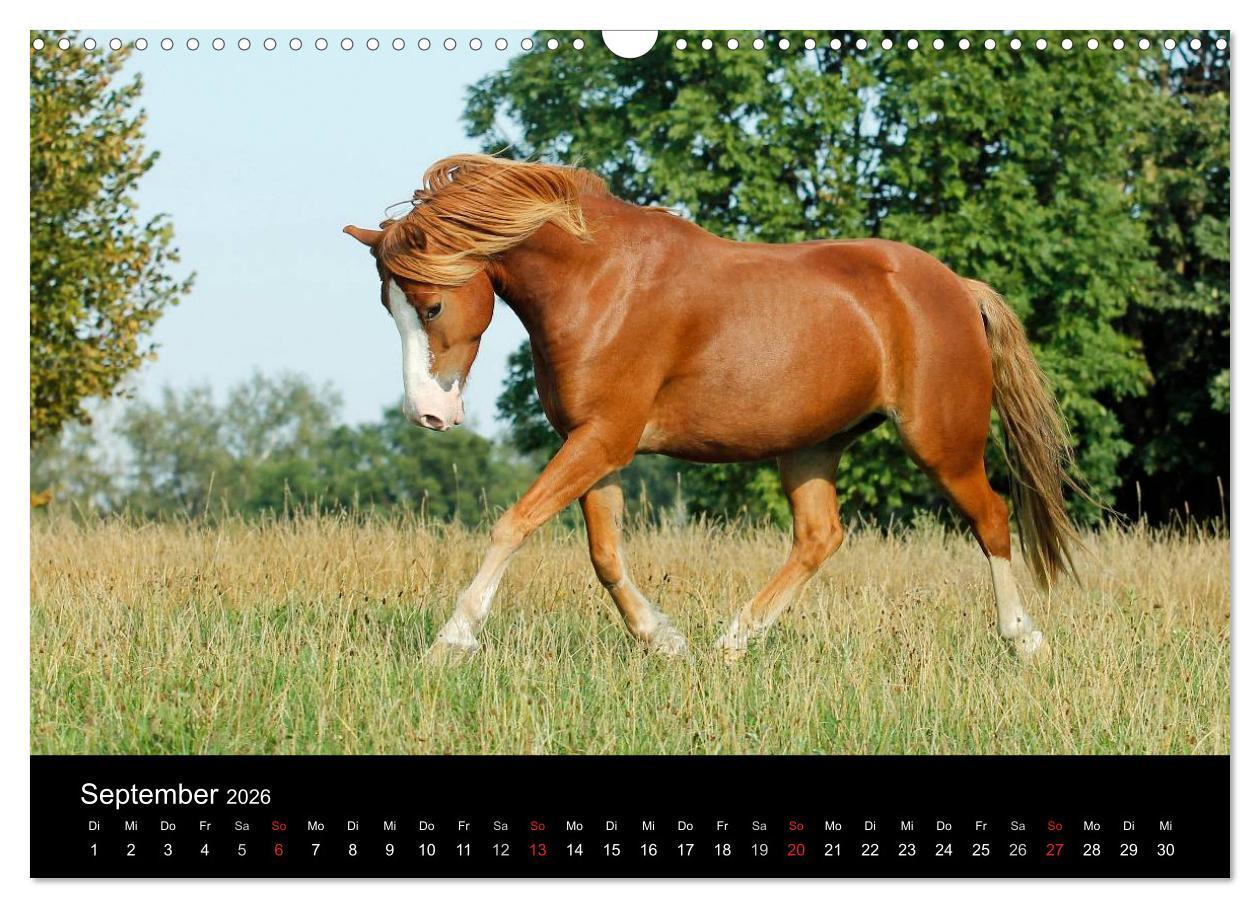 Beispielinhalt (Bild) Faszinierende Pferde 2026 (Wandkalender 2026 DIN A3 quer), CALVENDO Monatskalender