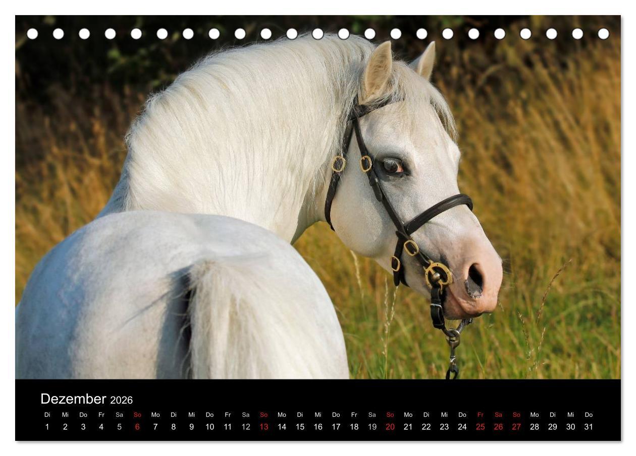 Beispielinhalt (Bild) Faszinierende Pferde 2026 (Tischkalender 2026 DIN A5 quer), CALVENDO Monatskalender