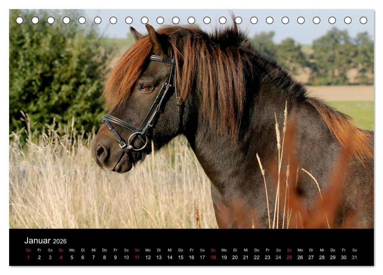 Beispielinhalt (Bild) Faszinierende Pferde 2026 (Tischkalender 2026 DIN A5 quer), CALVENDO Monatskalender