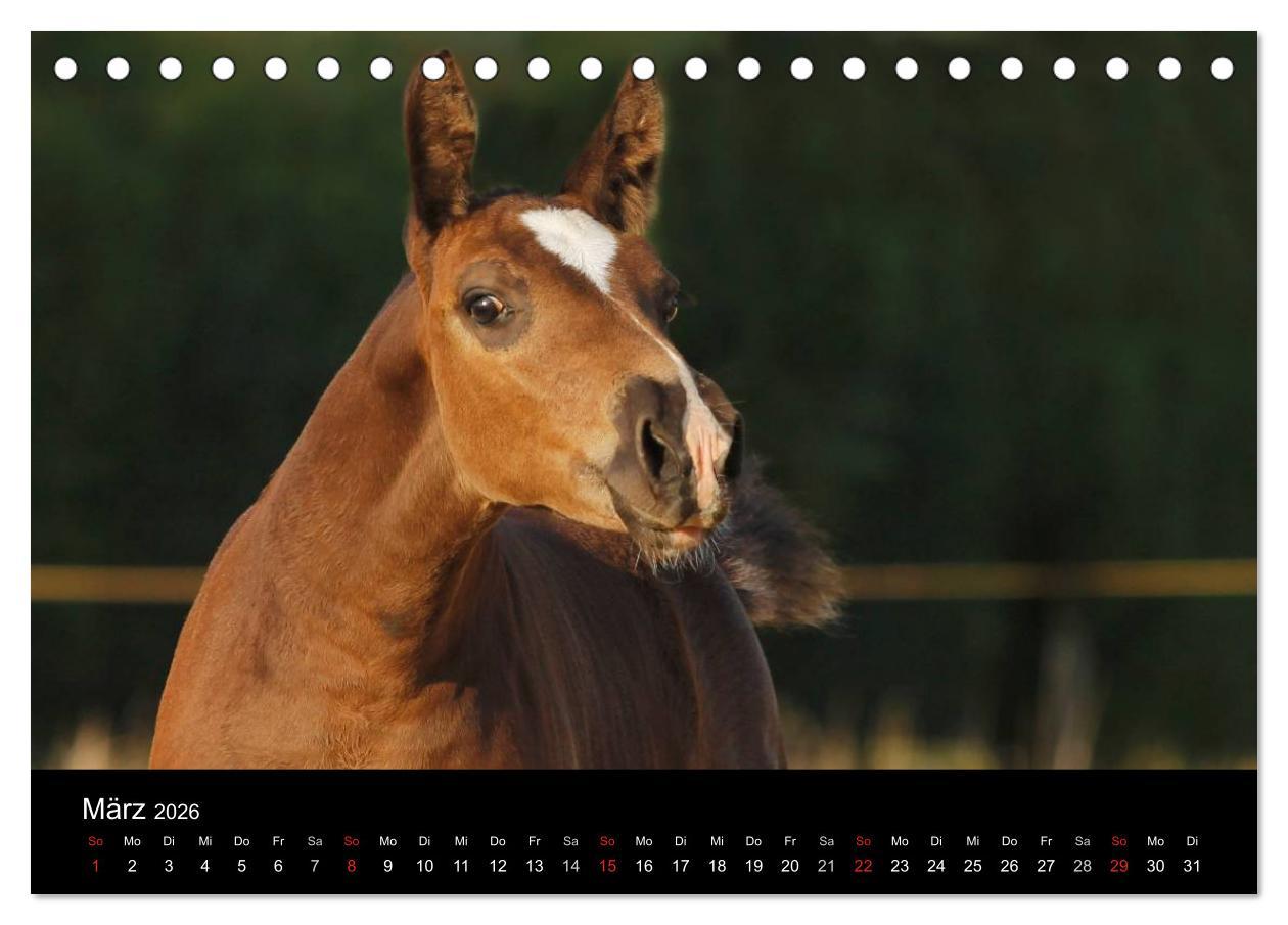 Beispielinhalt (Bild) Faszinierende Pferde 2026 (Tischkalender 2026 DIN A5 quer), CALVENDO Monatskalender