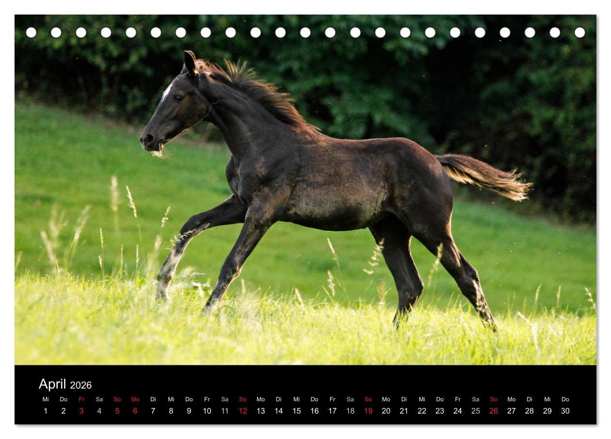 Beispielinhalt (Bild) Faszinierende Pferde 2026 (Tischkalender 2026 DIN A5 quer), CALVENDO Monatskalender