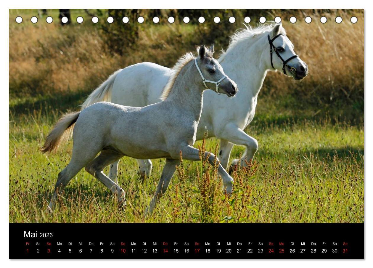 Beispielinhalt (Bild) Faszinierende Pferde 2026 (Tischkalender 2026 DIN A5 quer), CALVENDO Monatskalender