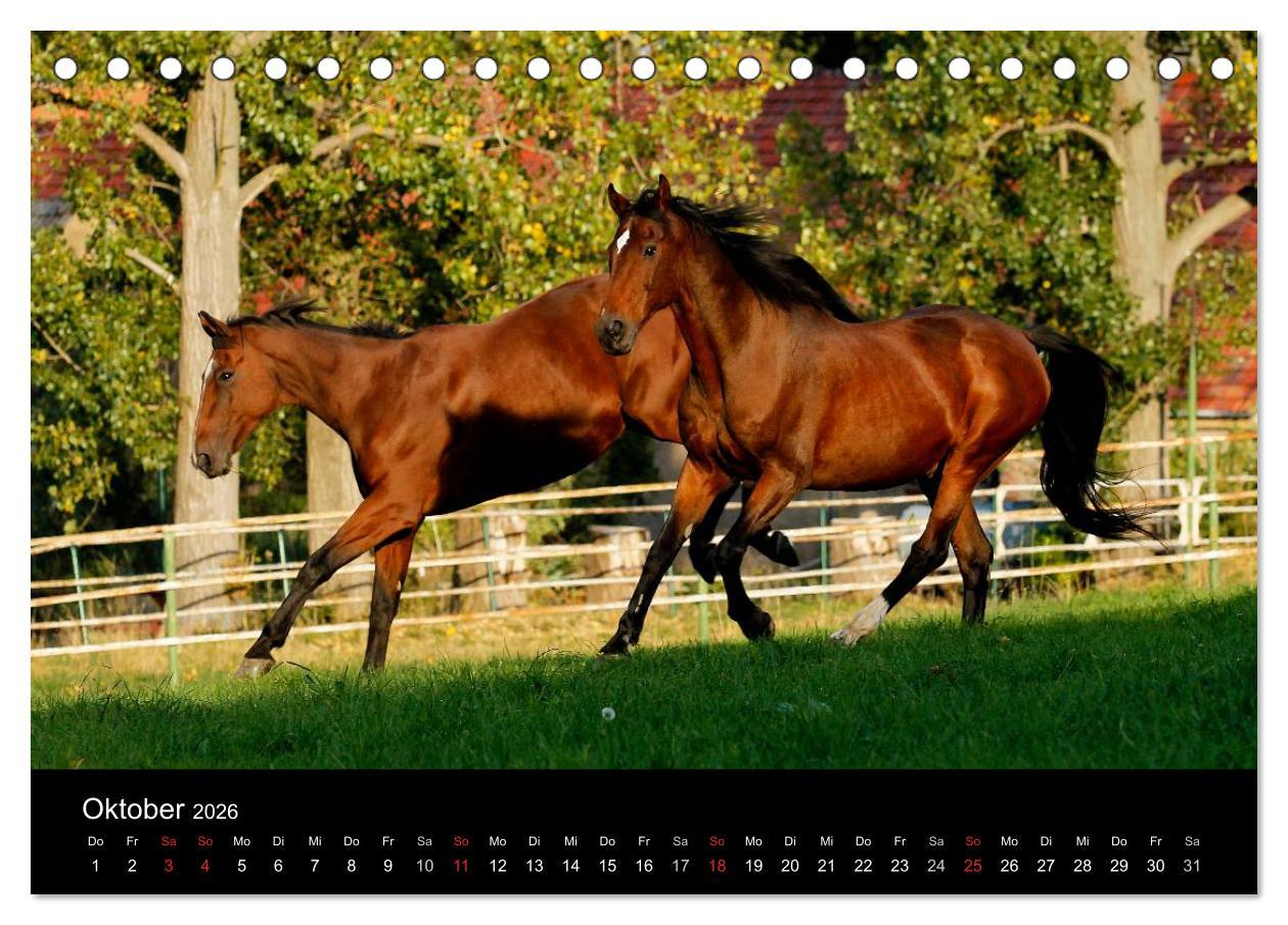 Beispielinhalt (Bild) Faszinierende Pferde 2026 (Tischkalender 2026 DIN A5 quer), CALVENDO Monatskalender