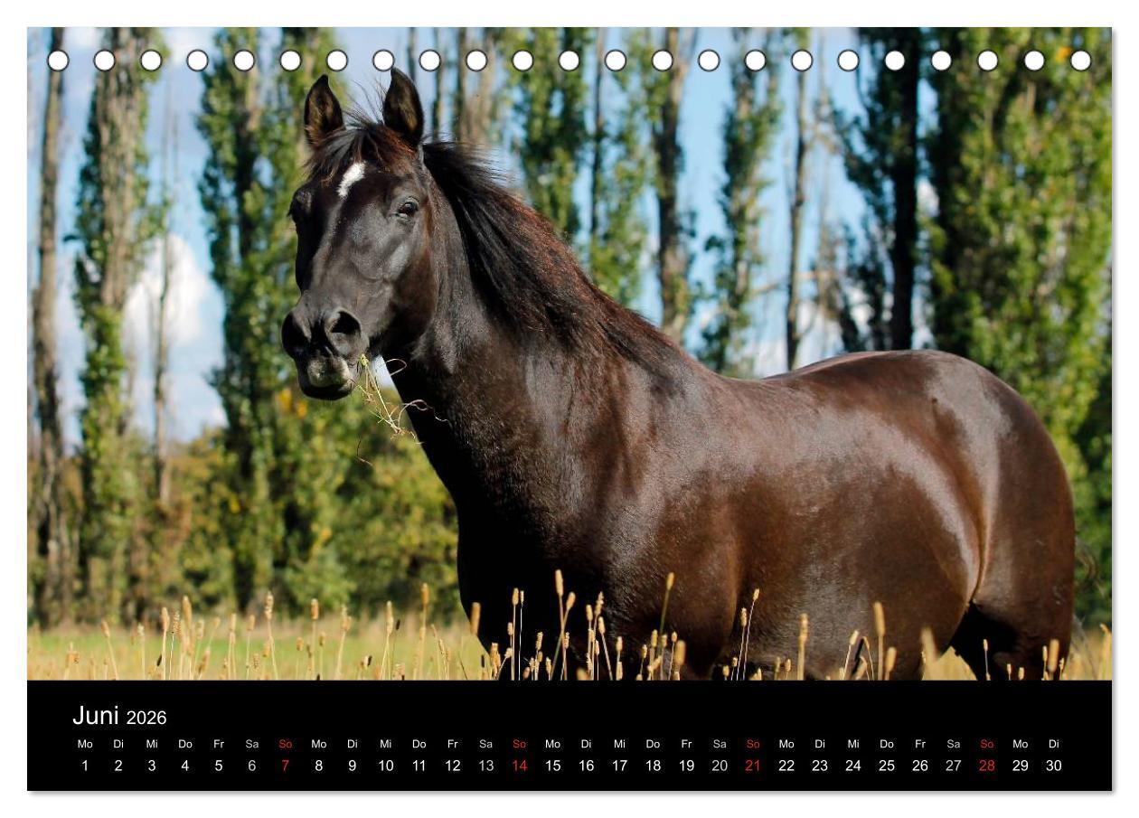 Beispielinhalt (Bild) Faszinierende Pferde 2026 (Tischkalender 2026 DIN A5 quer), CALVENDO Monatskalender