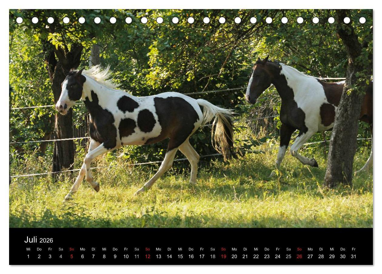Beispielinhalt (Bild) Faszinierende Pferde 2026 (Tischkalender 2026 DIN A5 quer), CALVENDO Monatskalender