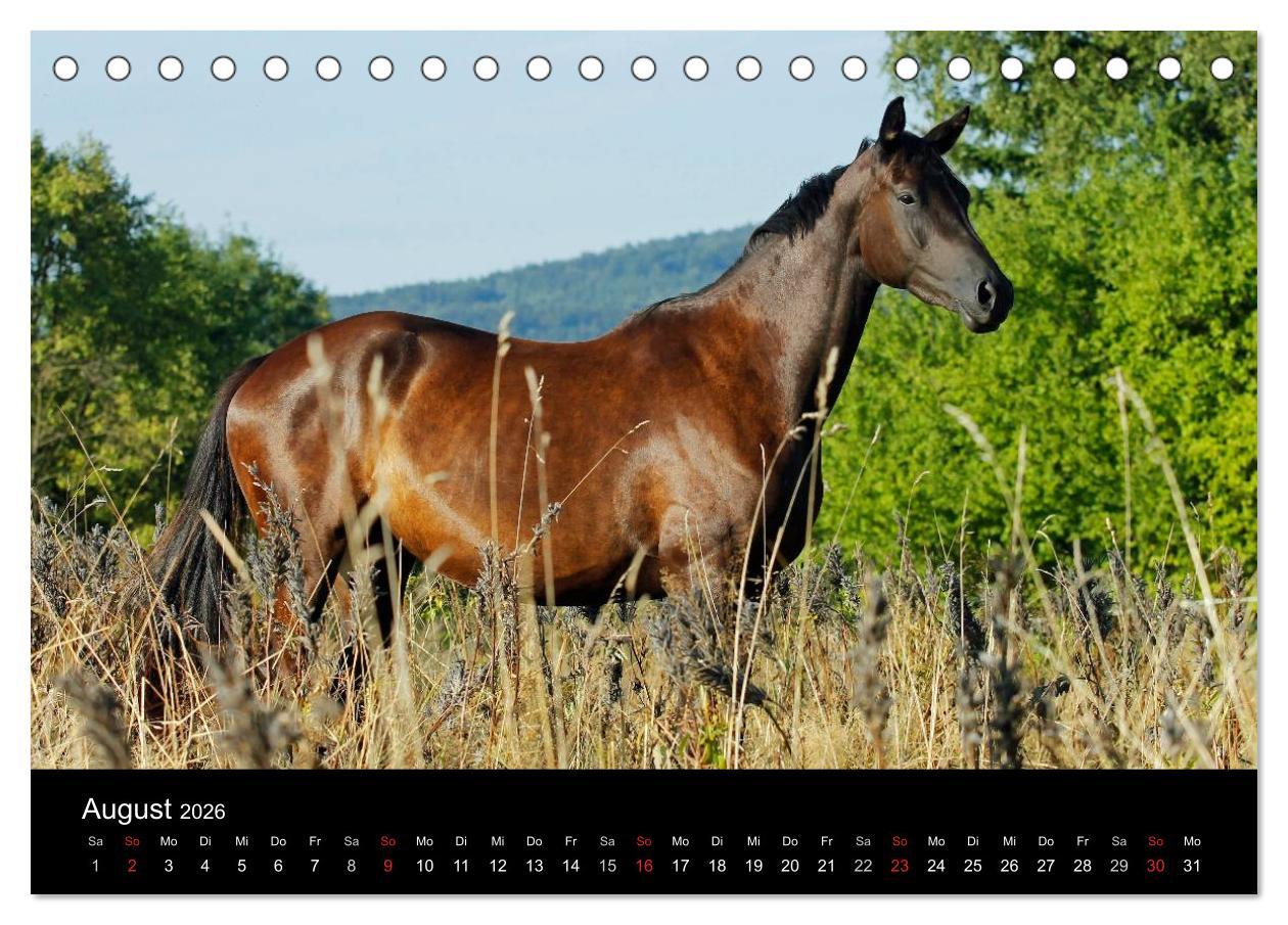 Beispielinhalt (Bild) Faszinierende Pferde 2026 (Tischkalender 2026 DIN A5 quer), CALVENDO Monatskalender
