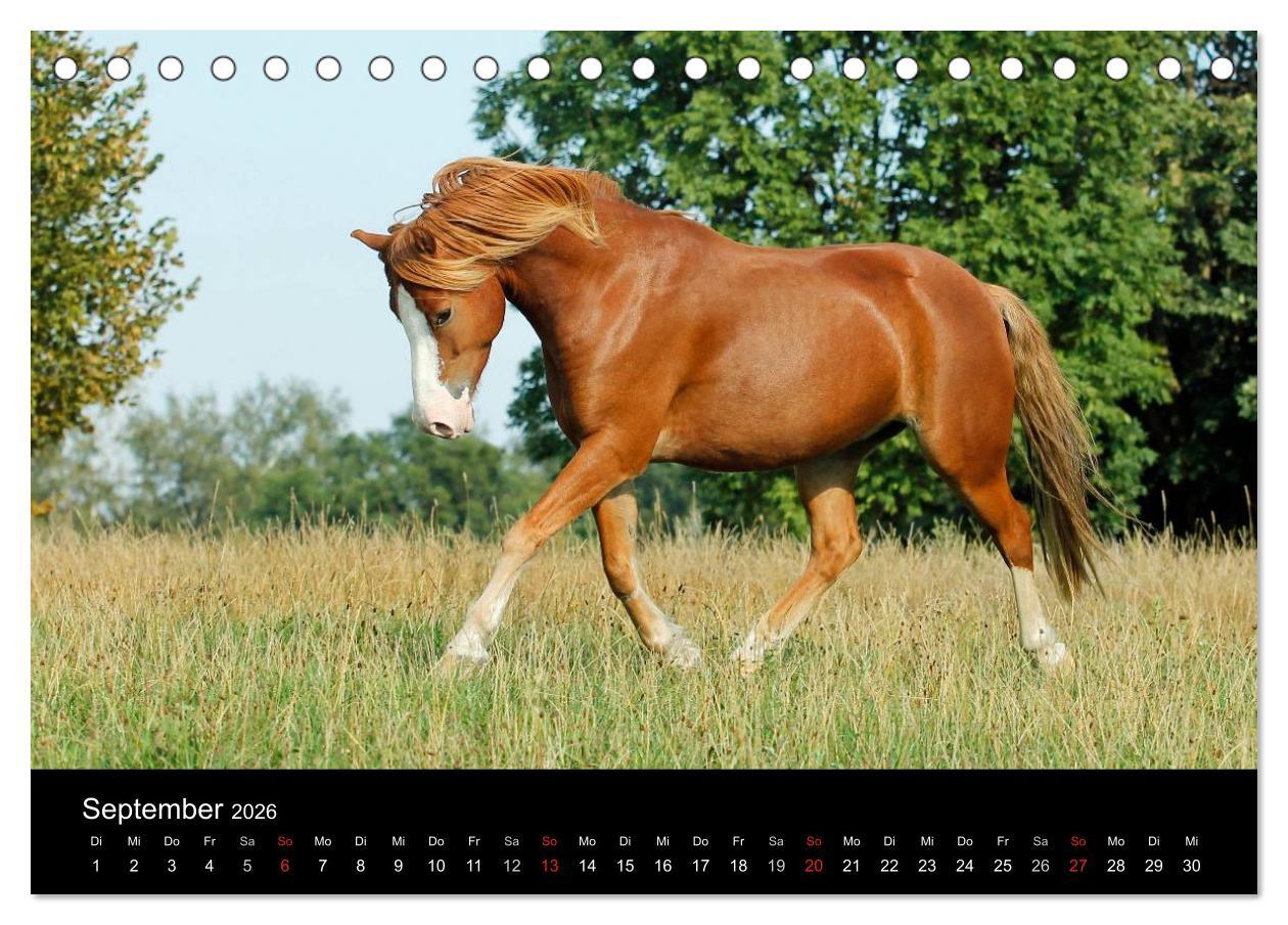 Beispielinhalt (Bild) Faszinierende Pferde 2026 (Tischkalender 2026 DIN A5 quer), CALVENDO Monatskalender