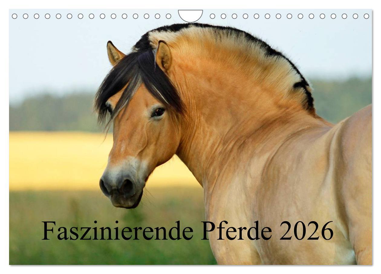 Vorderes Coverbild Faszinierende Pferde 2026 (Wandkalender 2026 DIN A4 quer), CALVENDO Monatskalender