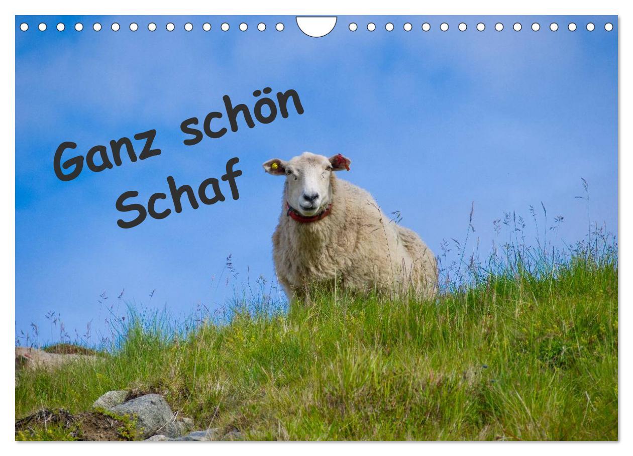 Vorderes Coverbild Ganz schön Schaf (Wandkalender 2026 DIN A4 quer), CALVENDO Monatskalender