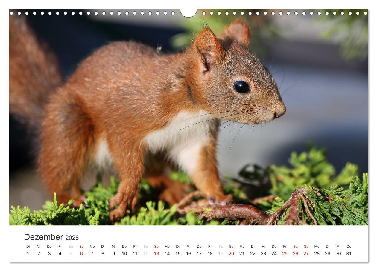 Beispielinhalt (Bild) Eichhörnchen Kinder (Wandkalender 2026 DIN A3 quer), CALVENDO Monatskalender