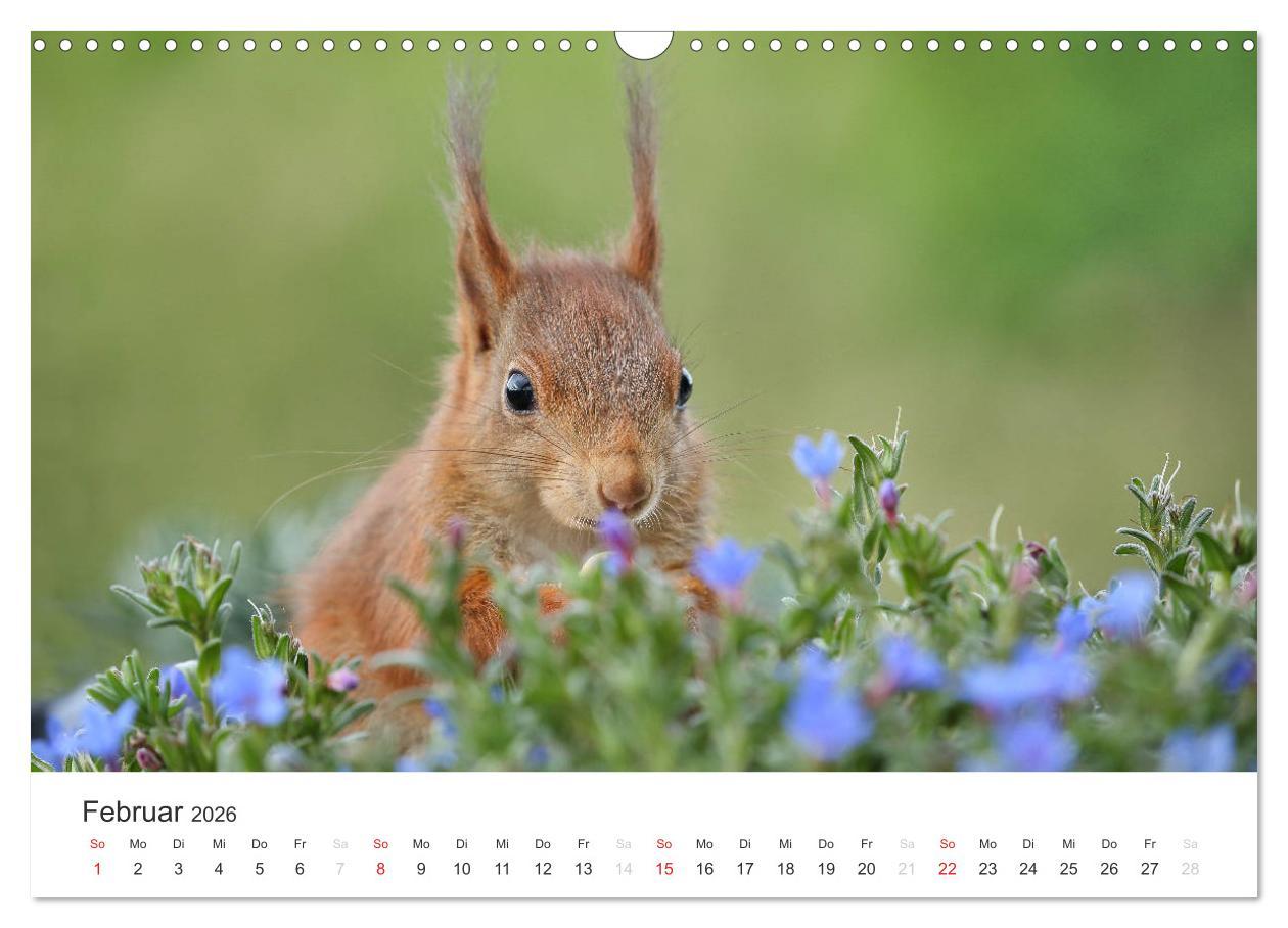 Beispielinhalt (Bild) Eichhörnchen Kinder (Wandkalender 2026 DIN A3 quer), CALVENDO Monatskalender