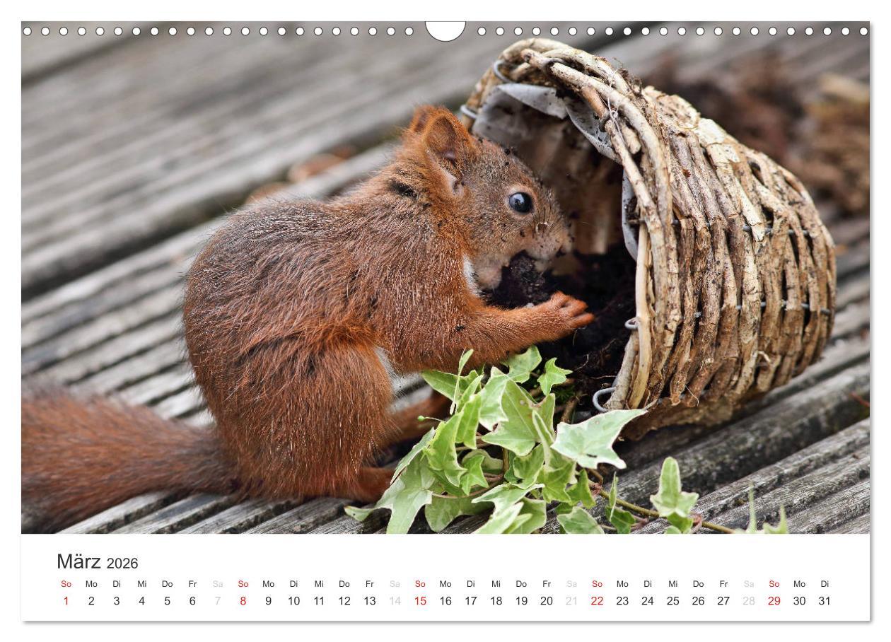 Beispielinhalt (Bild) Eichhörnchen Kinder (Wandkalender 2026 DIN A3 quer), CALVENDO Monatskalender