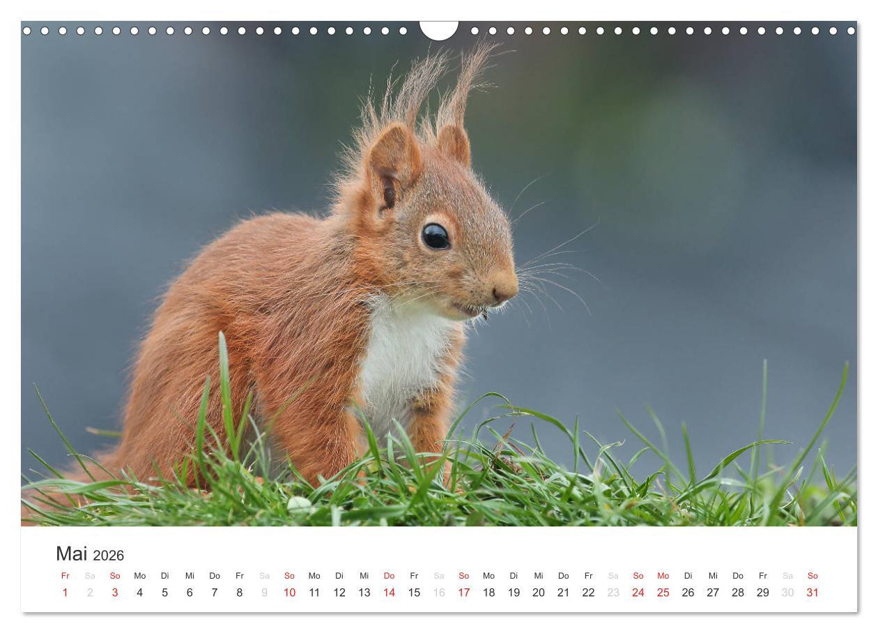 Beispielinhalt (Bild) Eichhörnchen Kinder (Wandkalender 2026 DIN A3 quer), CALVENDO Monatskalender