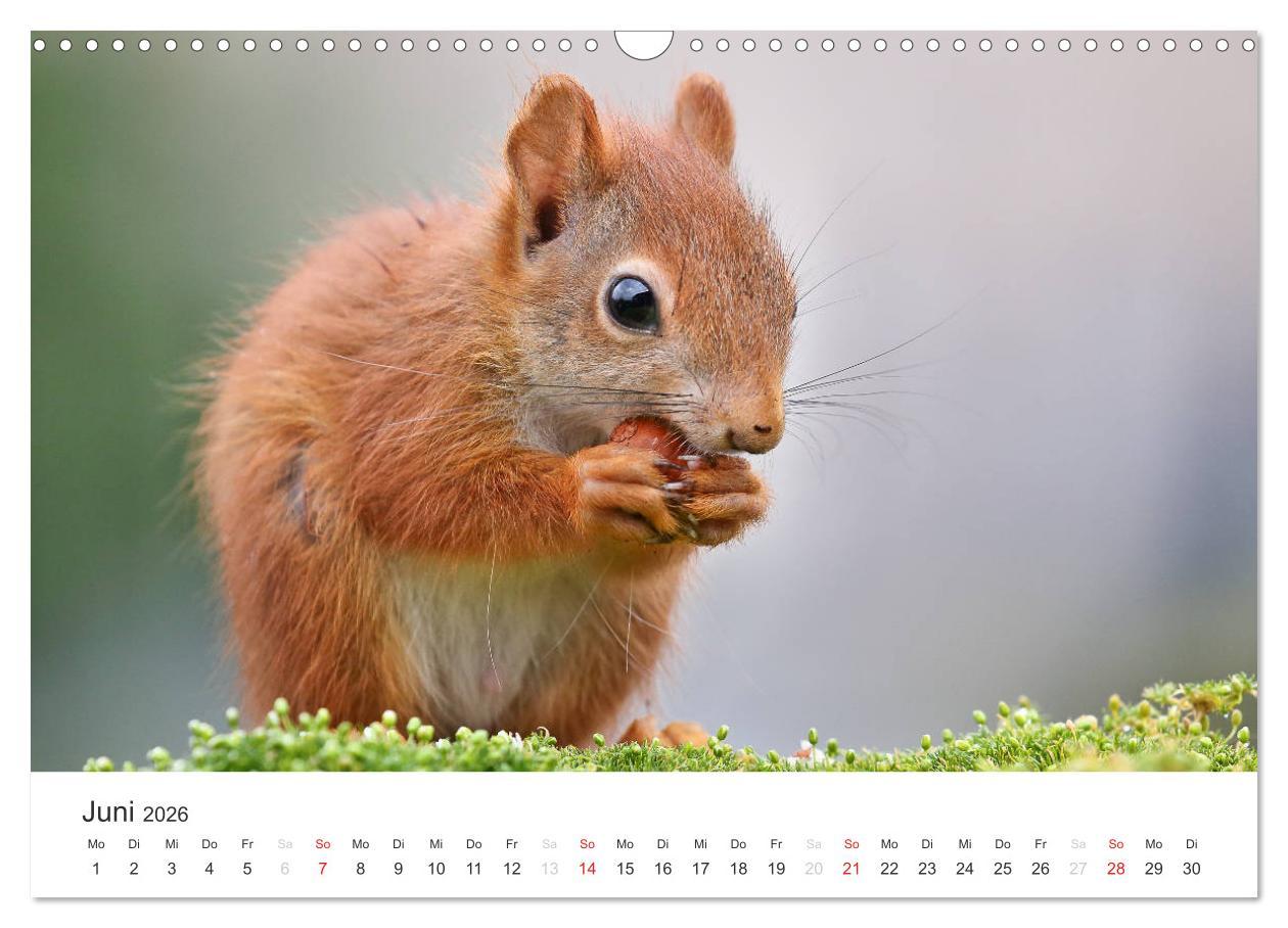 Beispielinhalt (Bild) Eichhörnchen Kinder (Wandkalender 2026 DIN A3 quer), CALVENDO Monatskalender
