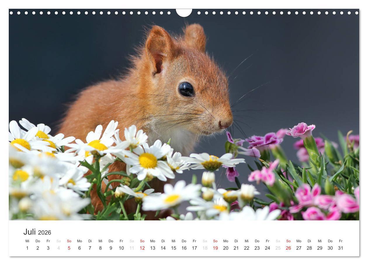 Beispielinhalt (Bild) Eichhörnchen Kinder (Wandkalender 2026 DIN A3 quer), CALVENDO Monatskalender