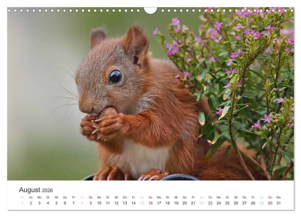 Beispielinhalt (Bild) Eichhörnchen Kinder (Wandkalender 2026 DIN A3 quer), CALVENDO Monatskalender