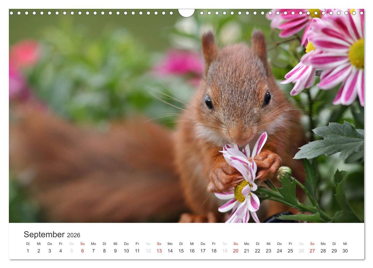 Beispielinhalt (Bild) Eichhörnchen Kinder (Wandkalender 2026 DIN A3 quer), CALVENDO Monatskalender