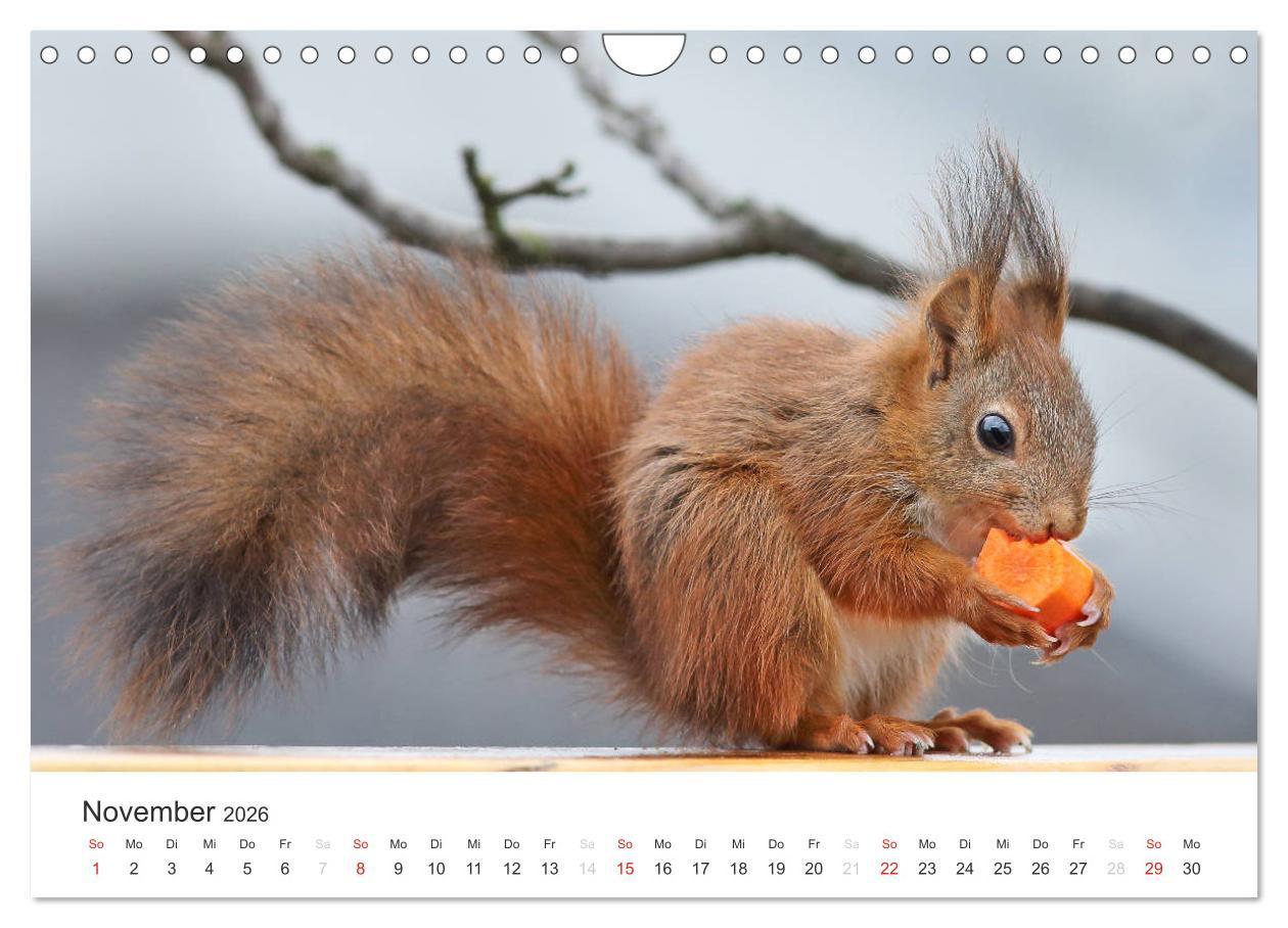 Beispielinhalt (Bild) Eichhörnchen Kinder (Wandkalender 2026 DIN A4 quer), CALVENDO Monatskalender