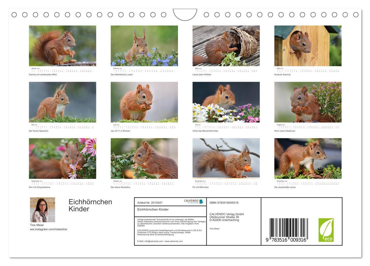 Beispielinhalt (Bild) Eichhörnchen Kinder (Wandkalender 2026 DIN A4 quer), CALVENDO Monatskalender