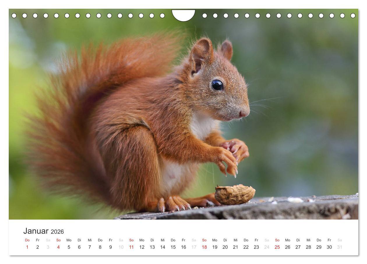 Beispielinhalt (Bild) Eichhörnchen Kinder (Wandkalender 2026 DIN A4 quer), CALVENDO Monatskalender