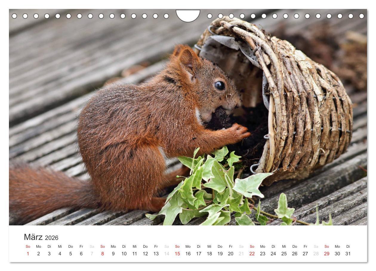 Beispielinhalt (Bild) Eichhörnchen Kinder (Wandkalender 2026 DIN A4 quer), CALVENDO Monatskalender