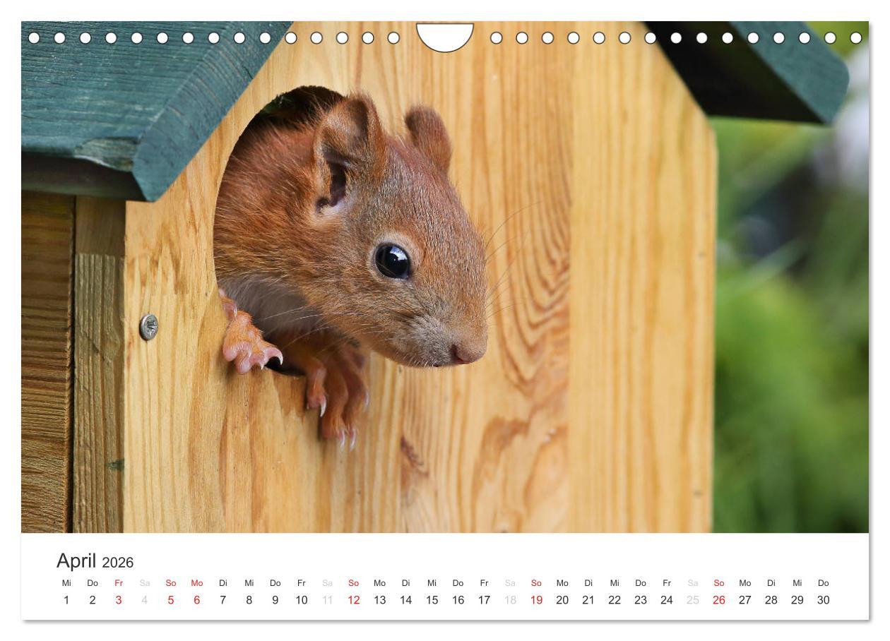 Beispielinhalt (Bild) Eichhörnchen Kinder (Wandkalender 2026 DIN A4 quer), CALVENDO Monatskalender