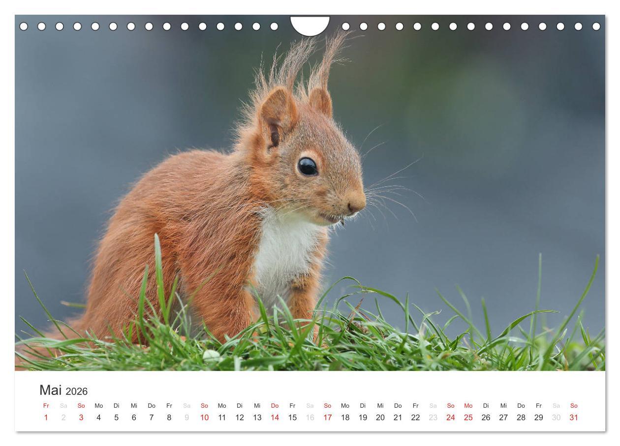 Beispielinhalt (Bild) Eichhörnchen Kinder (Wandkalender 2026 DIN A4 quer), CALVENDO Monatskalender